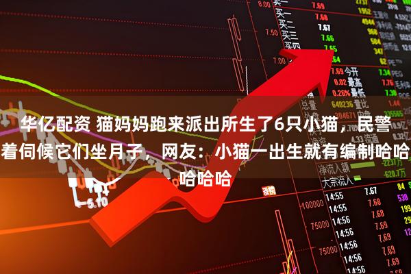 华亿配资 猫妈妈跑来派出所生了6只小猫，民警围着伺候它们坐月子，网友：小猫一出生就有编制哈哈哈